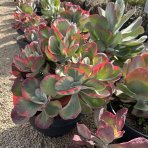 Kalanchoe miskovité (Kalanchoe Thyrsiflora) - výška 10-20 cm, ⌀ 20-30 cm, kont. C5L